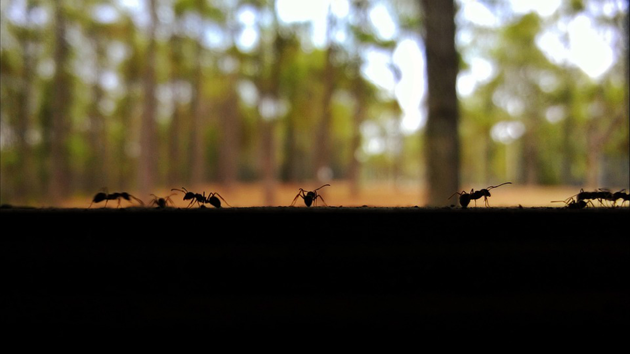 Jak se zbavit mravenců přírodní cestou